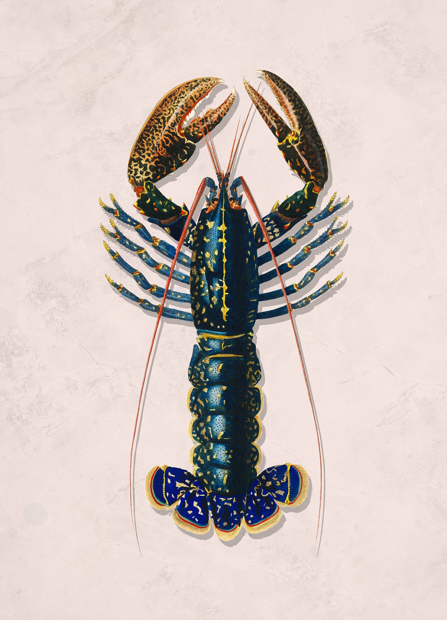 Yellow & Pink Lobster