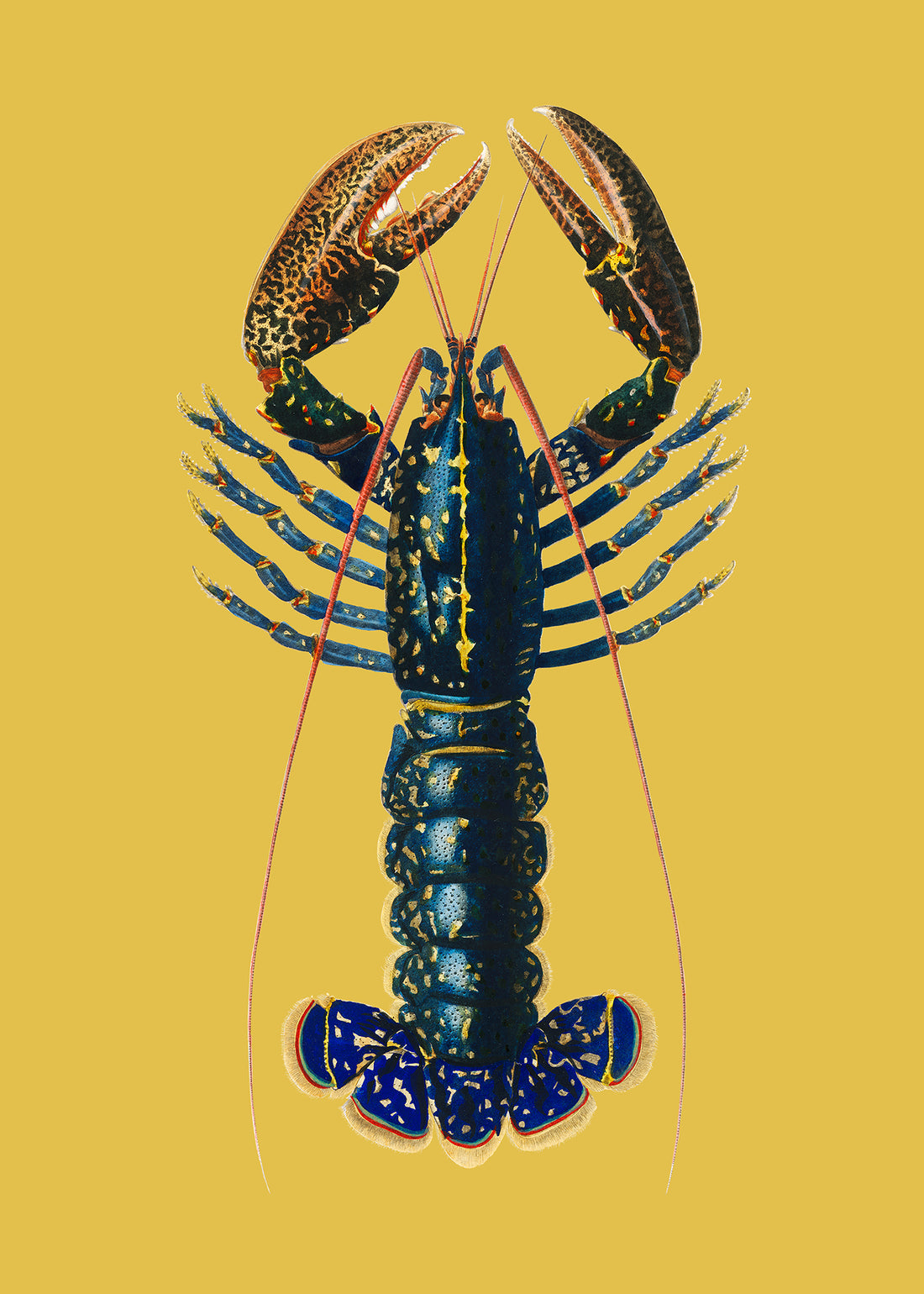 Yellow & Pink Lobster