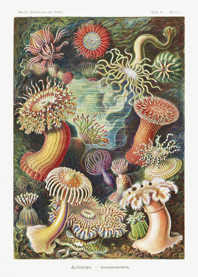 Actiniae Seeanemonen aus Kunstformen der Natur (1904) von Ernst Haeckel