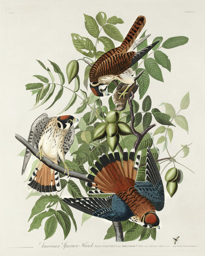 Amerikanischer Sperber aus Birds of America (1827) von John James Audubon