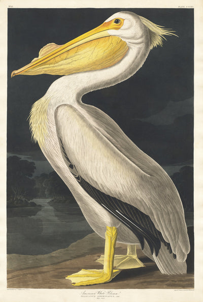 Amerikanischer Weißer Pelikan aus Birds of America (1827) von John James Audubon