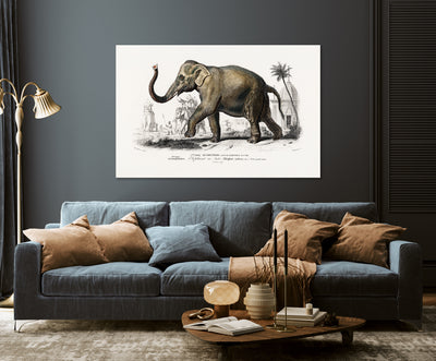 Asiatischer Elefant (Elephas maximus) indicus illustriert von Charles Dessalines D' Orbigny
