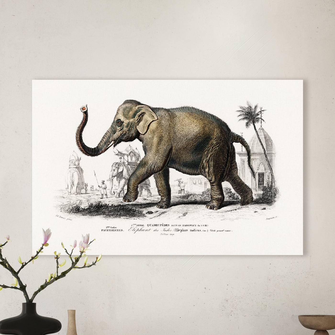 Asiatischer Elefant (Elephas maximus) indicus illustriert von Charles Dessalines D' Orbigny