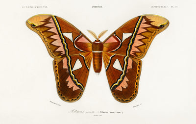 Attacus Atlasfalter (Attacus Aurora) illustriert von Charles Dessalines D' Orbigny