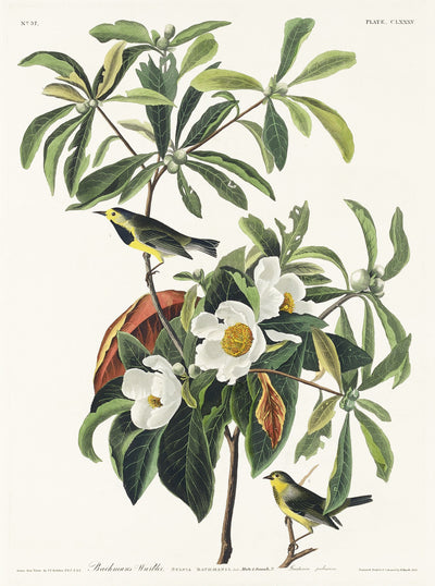 Bachman's Warbler aus Birds of America (1827) von John James Audubon