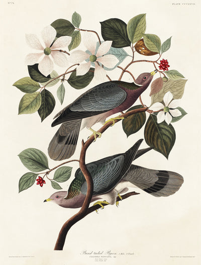 Bandtaube aus Birds of America (1827) von John James Audubon