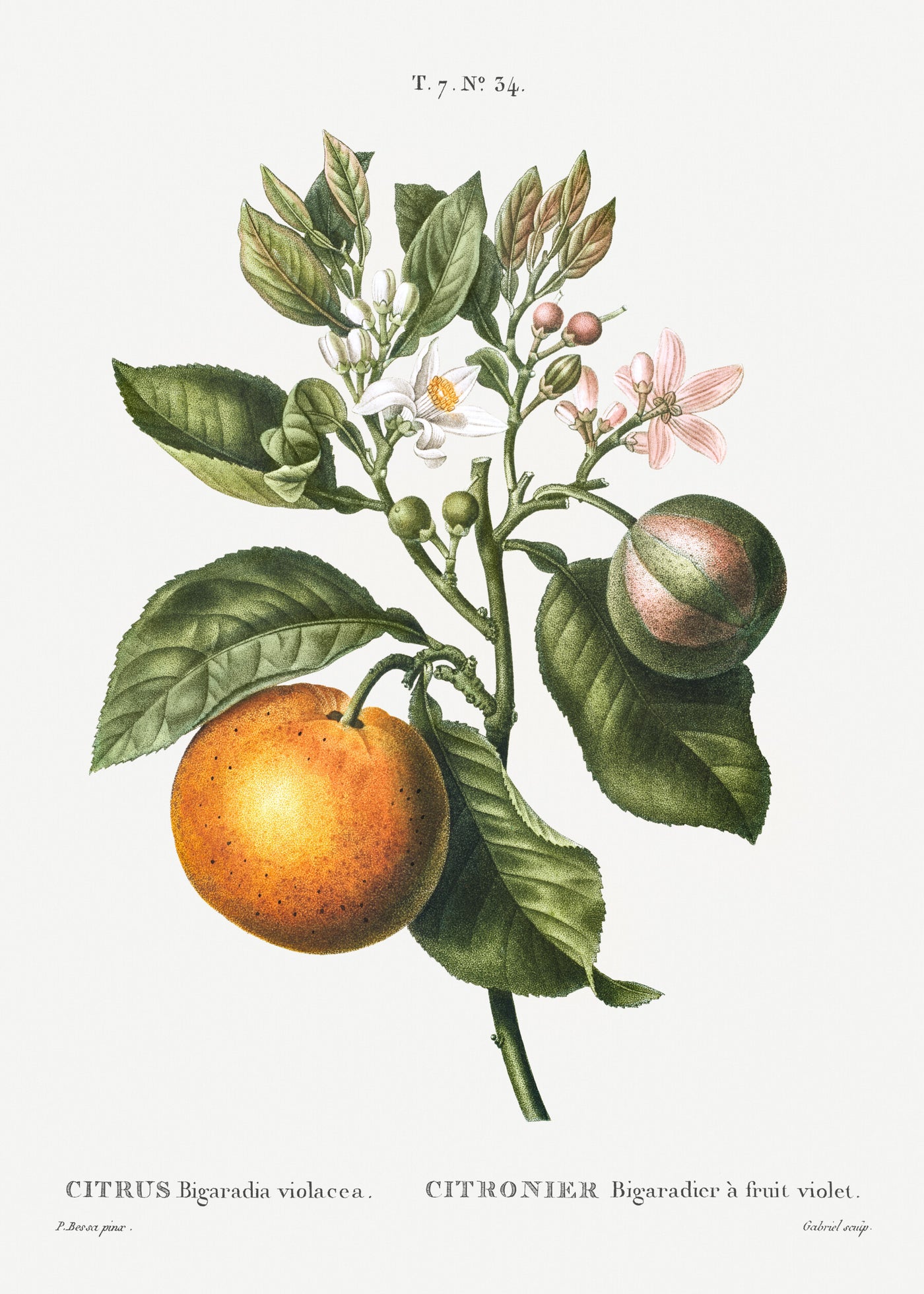 Bitterorange (Citrus Bigaradia violacea) aus Traité des Arbres et Arbustes que l'on cultive en France en pleine terre (1801-1819) von Pierre-Joseph Redouté