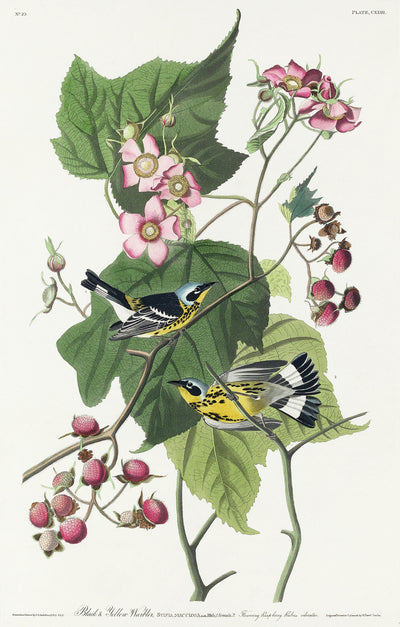 Black &amp; Yellow Warbler aus Birds of America (1827) von John James Audubon