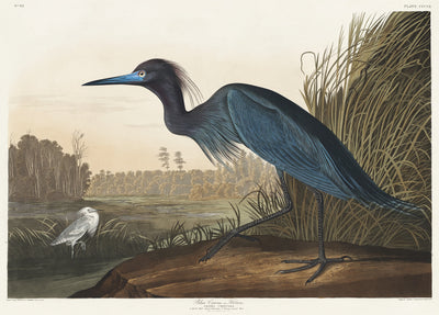 Blauer Kranich oder Reiher aus Birds of America (1827) von John James Audubon