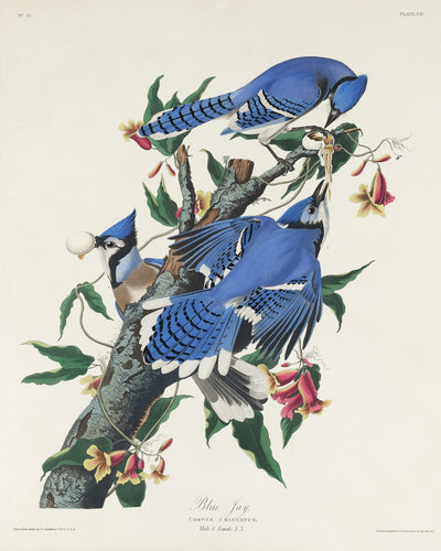 Blauhäher aus Birds of America (1827) von John James Audubon