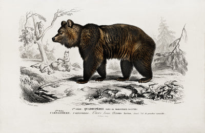 Braunbär (Ursus Arctos) illustriert von Charles Dessalines D' Orbigny