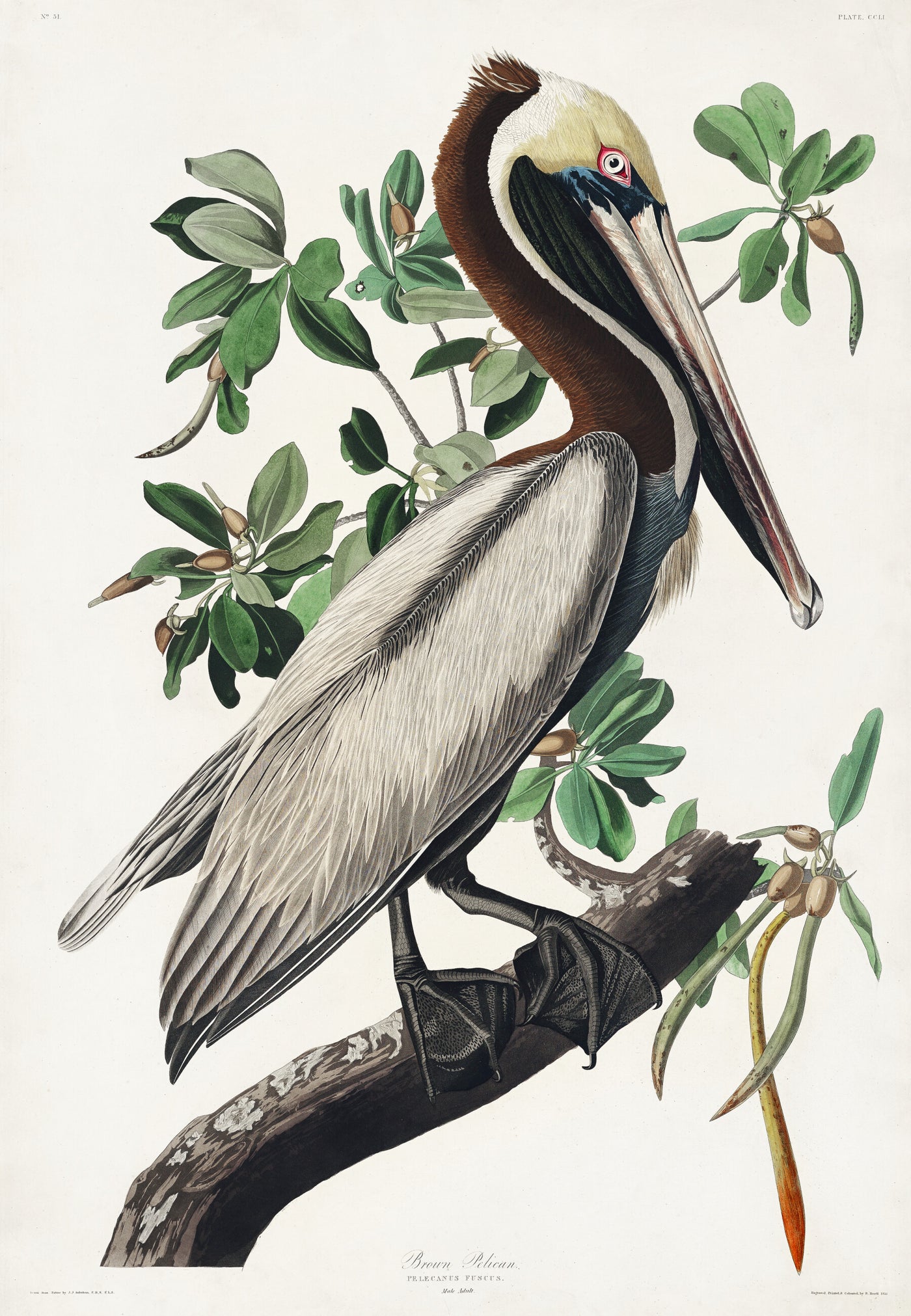 Brauner Pelikan aus Birds of America (1827) von John James Audubon
