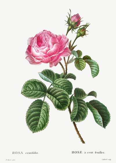 Kohlrose (Rosa centifolia) aus Traité des Arbres et Arbustes que l'on cultive en France en pleine terre (1801-1819) von Pierre-Joseph Redouté.