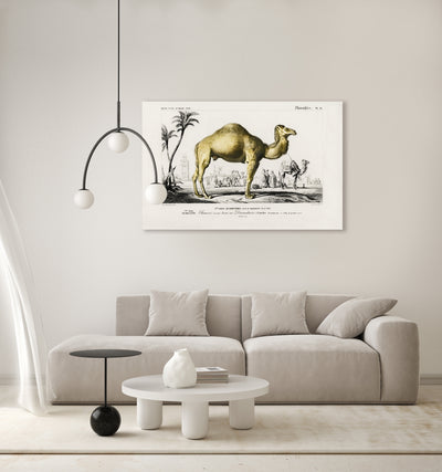 Kamel (Camelus) illustriert von Charles Dessalines D' Orbigny