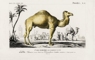 Kamel (Camelus) illustriert von Charles Dessalines D' Orbigny