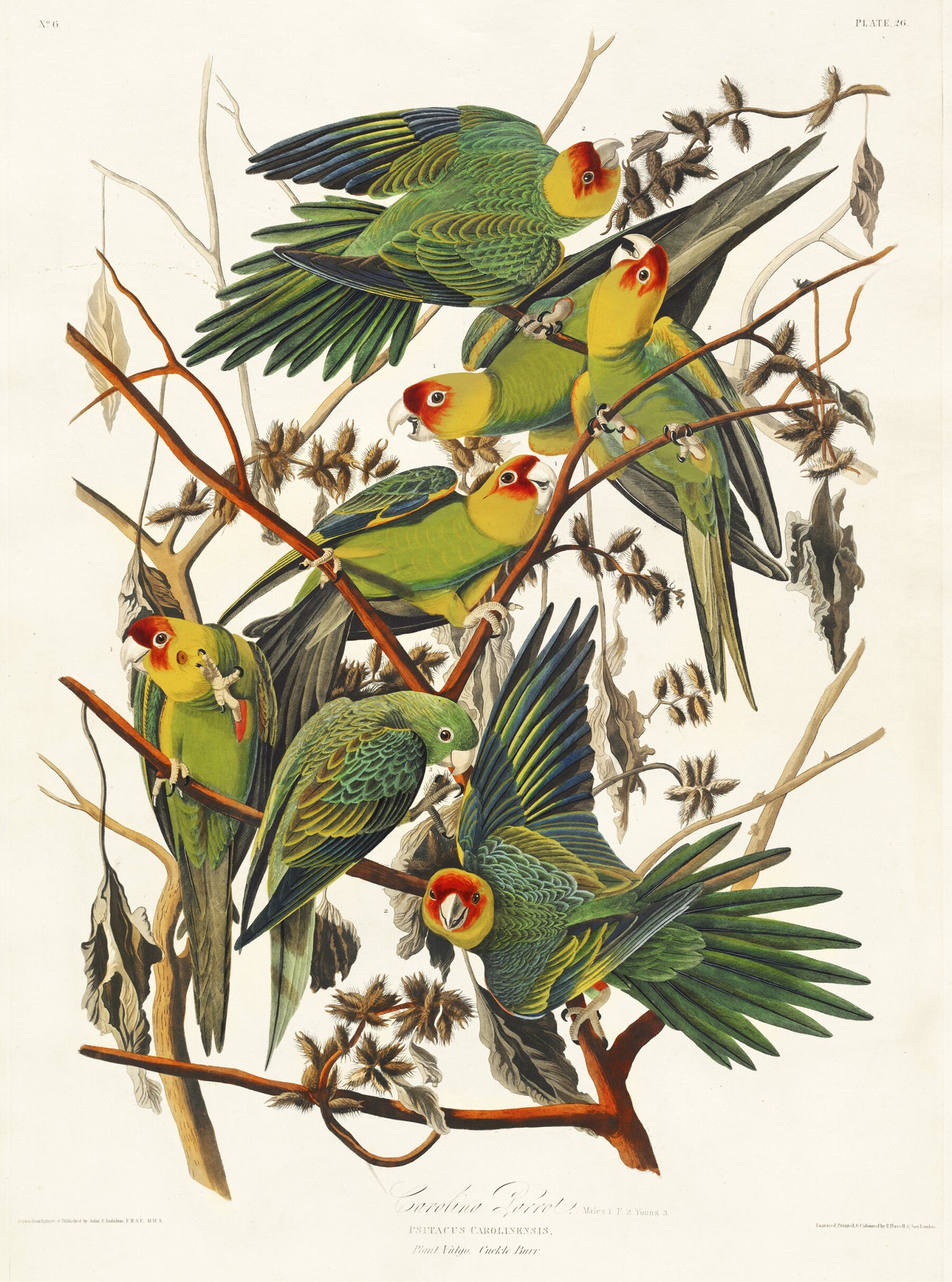 Carolinapapagei aus Birds of America (1827) von John James Audubon