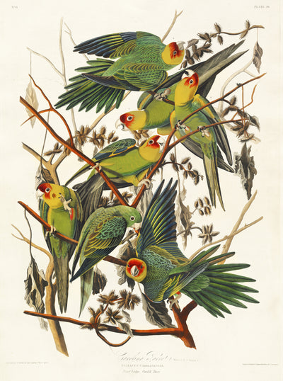Carolinapapagei aus Birds of America (1827) von John James Audubon