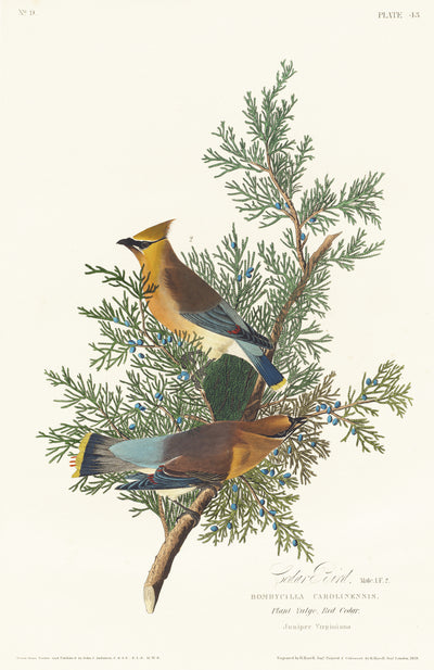 Zedernvogel aus Birds of America (1827) von John James Audubon
