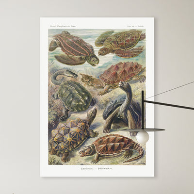 Chelonia-Schildkröten aus Kunstformen der Natur (1904) von Ernst Haeckel