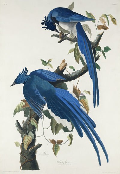 Columbia Jay aus Birds of America (1827) von John James Audubon
