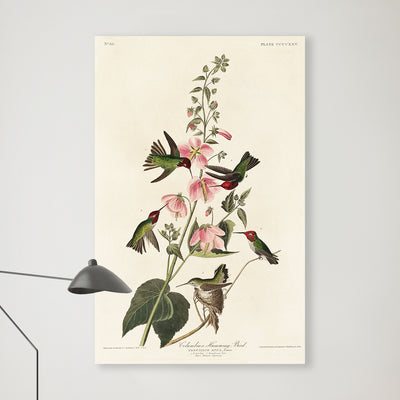 Kolumbianischer Kolibri aus Birds of America (1827) von John James Audubon