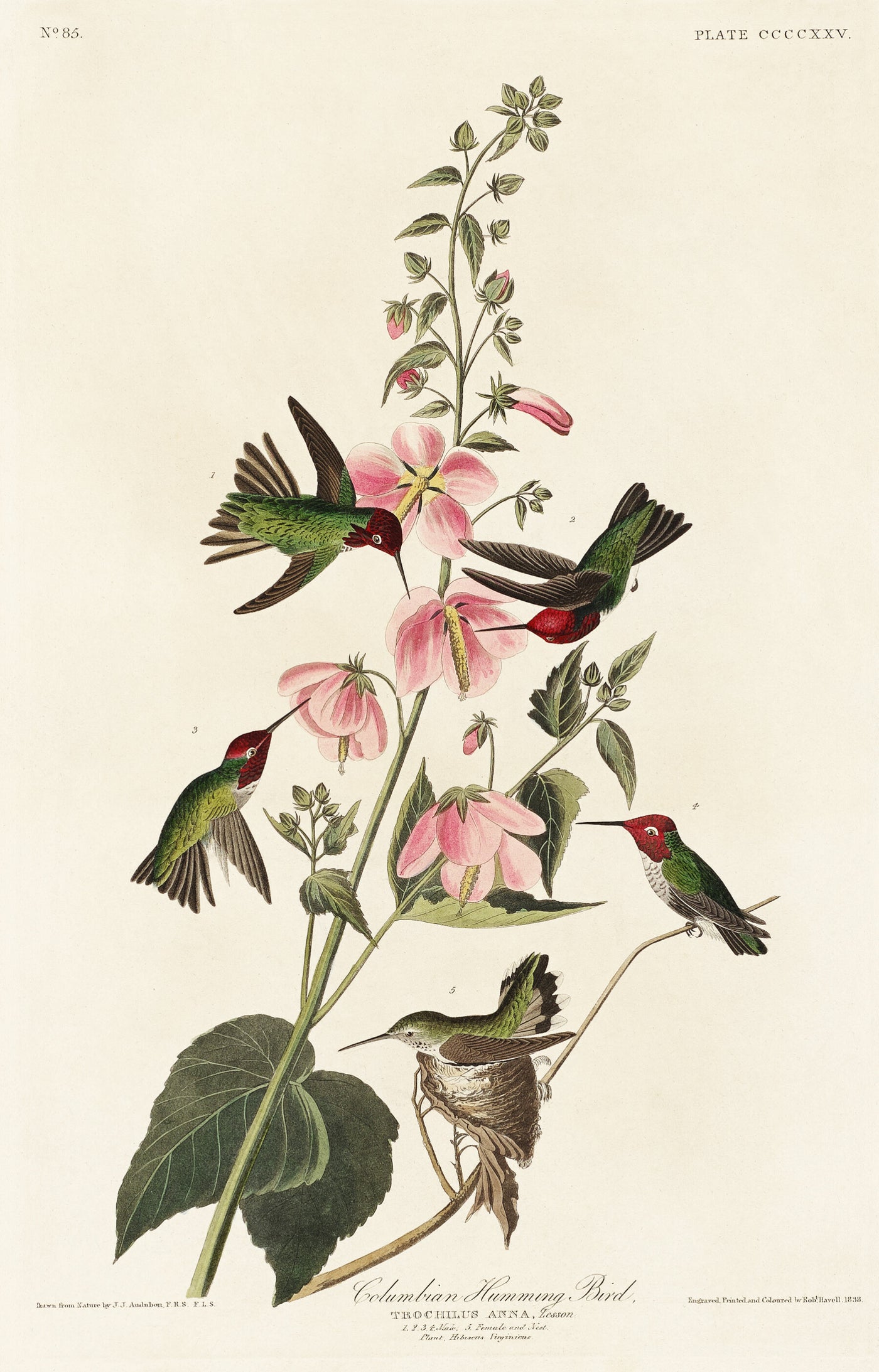Kolumbianischer Kolibri aus Birds of America (1827) von John James Audubon