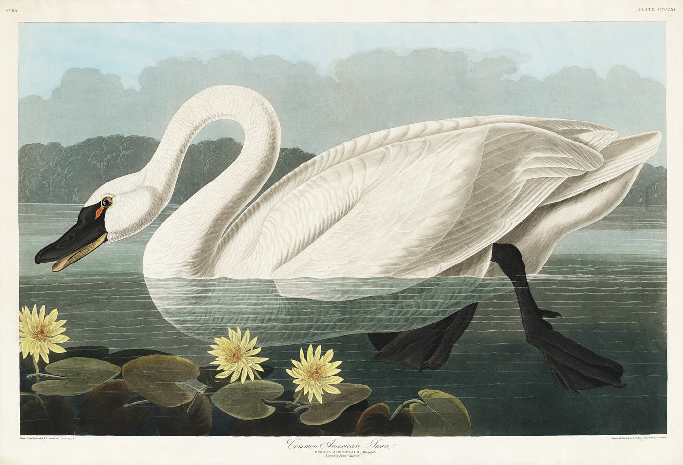 Amerikanischer Schwan aus Birds of America (1827) von John James Audubon