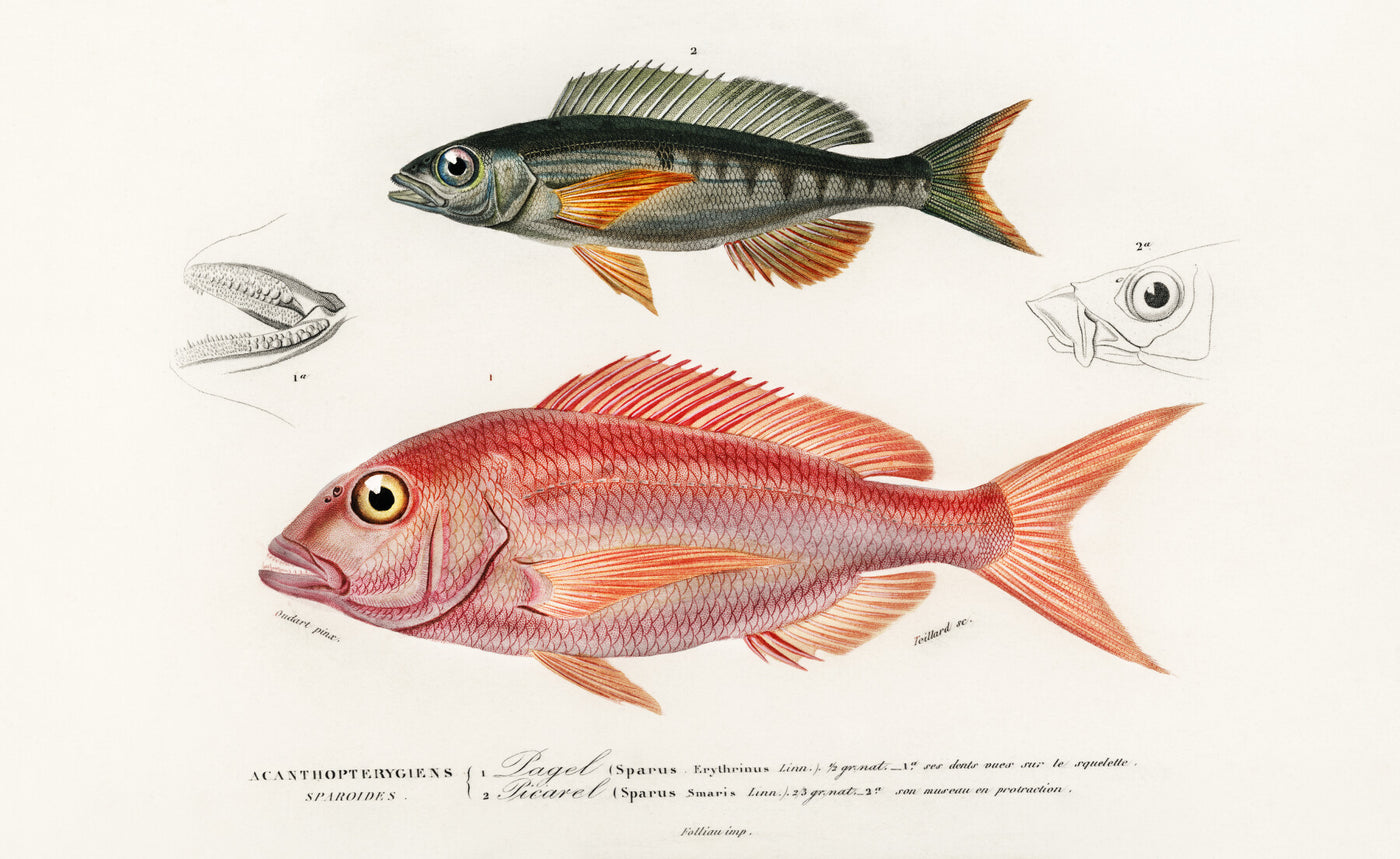 Verschiedene Arten von Fischen illustriert von Charles Dessalines D' Orbigny
