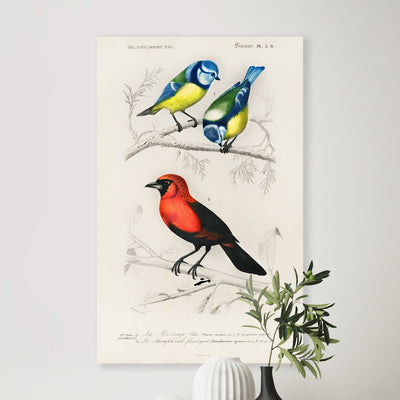 Verschiedene Arten von Vögeln illustriert von Charles Dessalines D' Orbigny