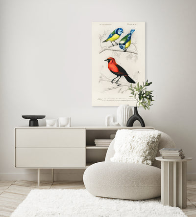 Verschiedene Arten von Vögeln illustriert von Charles Dessalines D' Orbigny