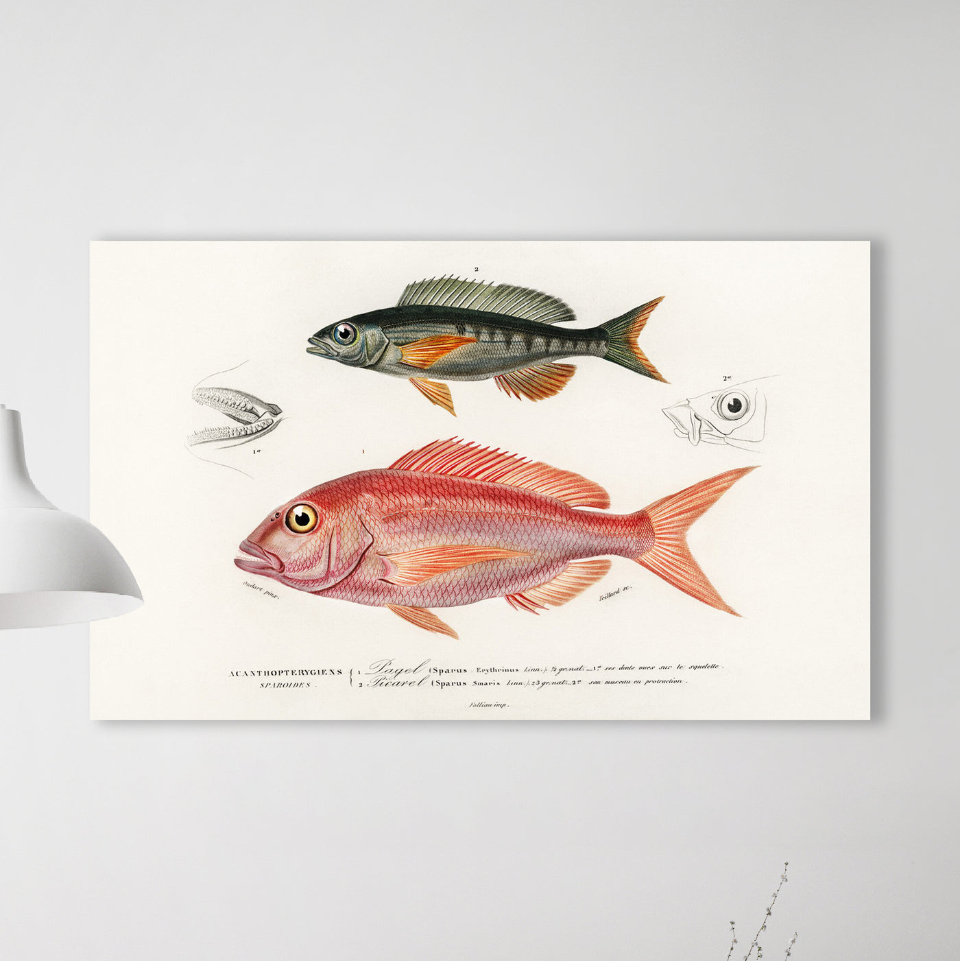 Verschiedene Arten von Fischen illustriert von Charles Dessalines D' Orbigny