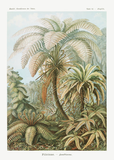 Filicinae-Laubfarne aus Kunstformen der Natur (1904) von Ernst Haeckel