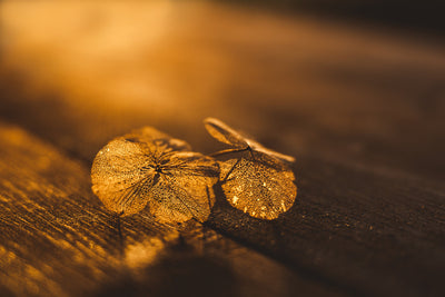 Zerbrechliches Blütenblatt im goldenen Sonnenlicht - Mayra Photography