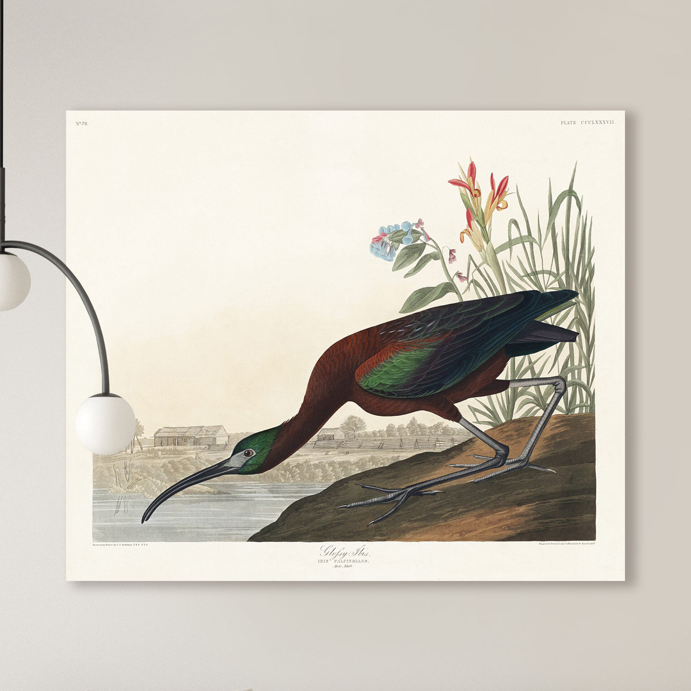 Glossy Ibis aus Birds of America (1827) von John James Audubon
