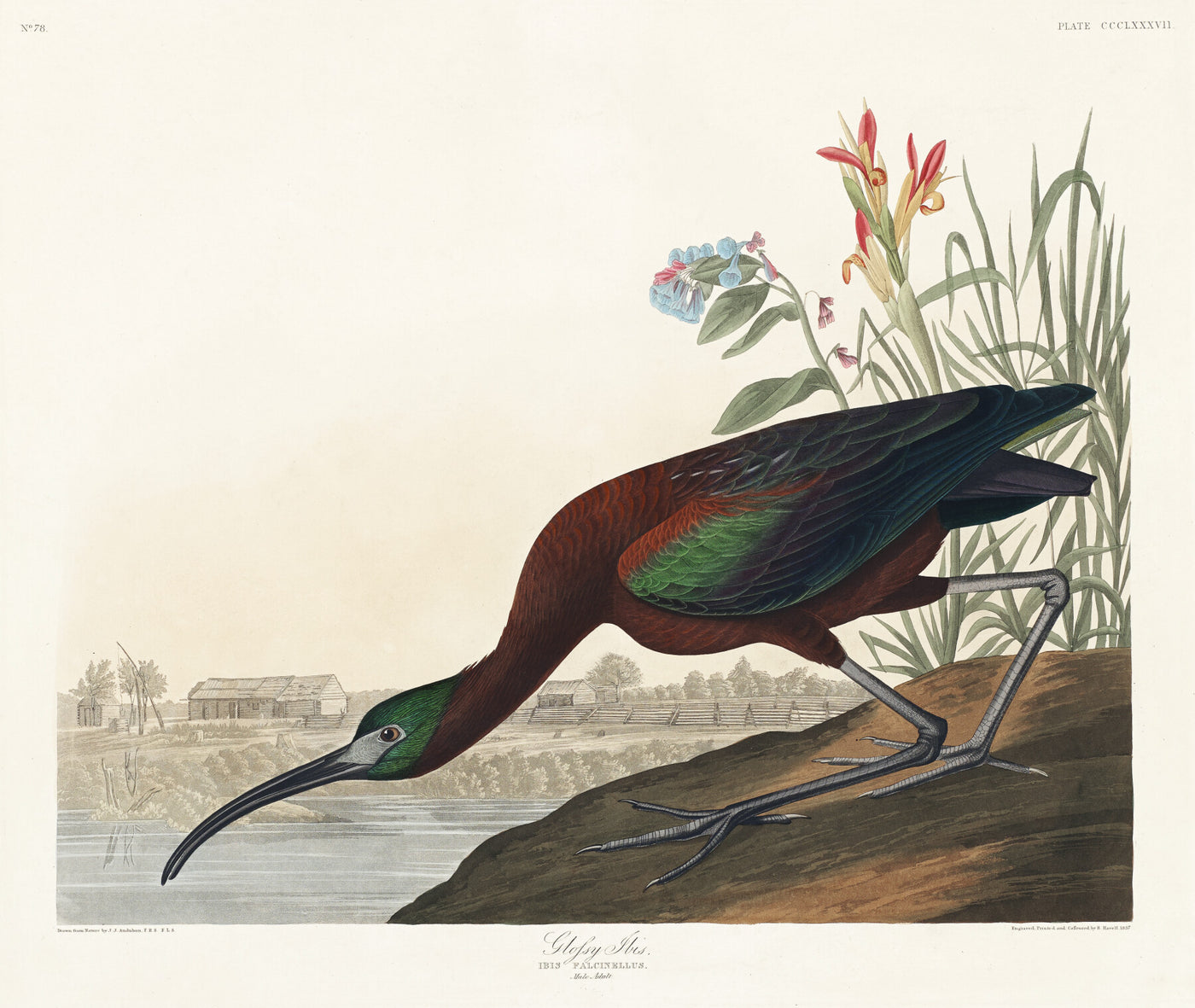 Glossy Ibis aus Birds of America (1827) von John James Audubon
