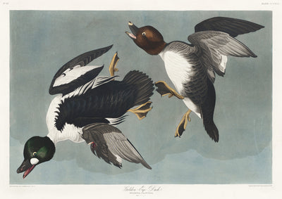 Schellente aus Birds of America (1827) von John James Audubon