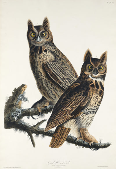 Gehörnte Eule aus Birds of America (1827) von John James Audubon
