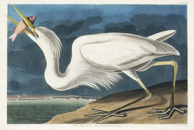 Silberreiher aus Birds of America (1827) von John James Audubon