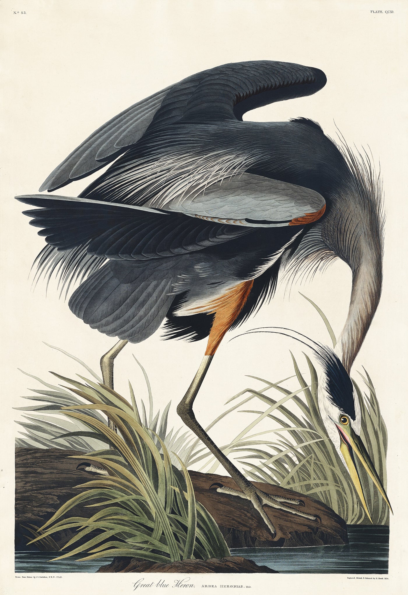 Blaureiher aus Birds of America (1827) von John James Audubon