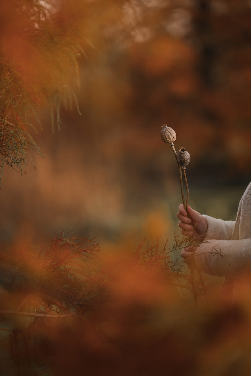 Herbststimmungsbild mit getrockneten Mohnzweigen - Mayra Photography