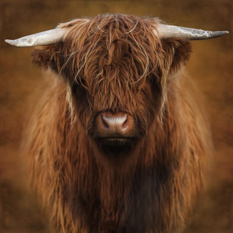 Hochländer - Marja van den Hurk