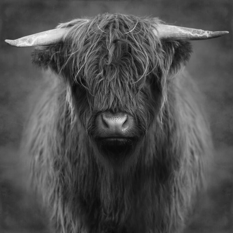 Highlander - schwarz-weiße Ausgabe - Marja van den Hurk