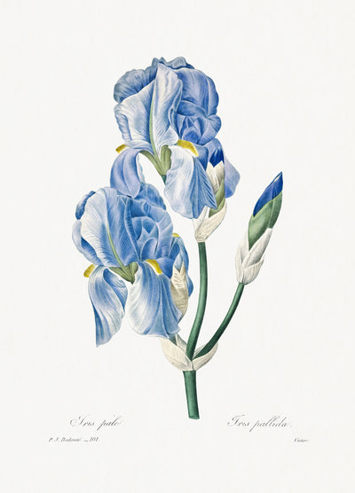 Iris Pallida von Pierre-Joseph Redouté (1759-1840).