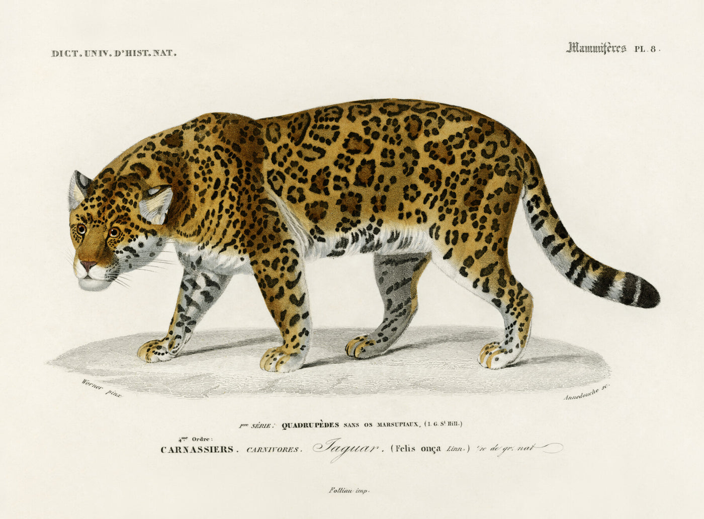 Jaguar (Panthera Onca) illustriert von Charles Dessalines D' Orbigny