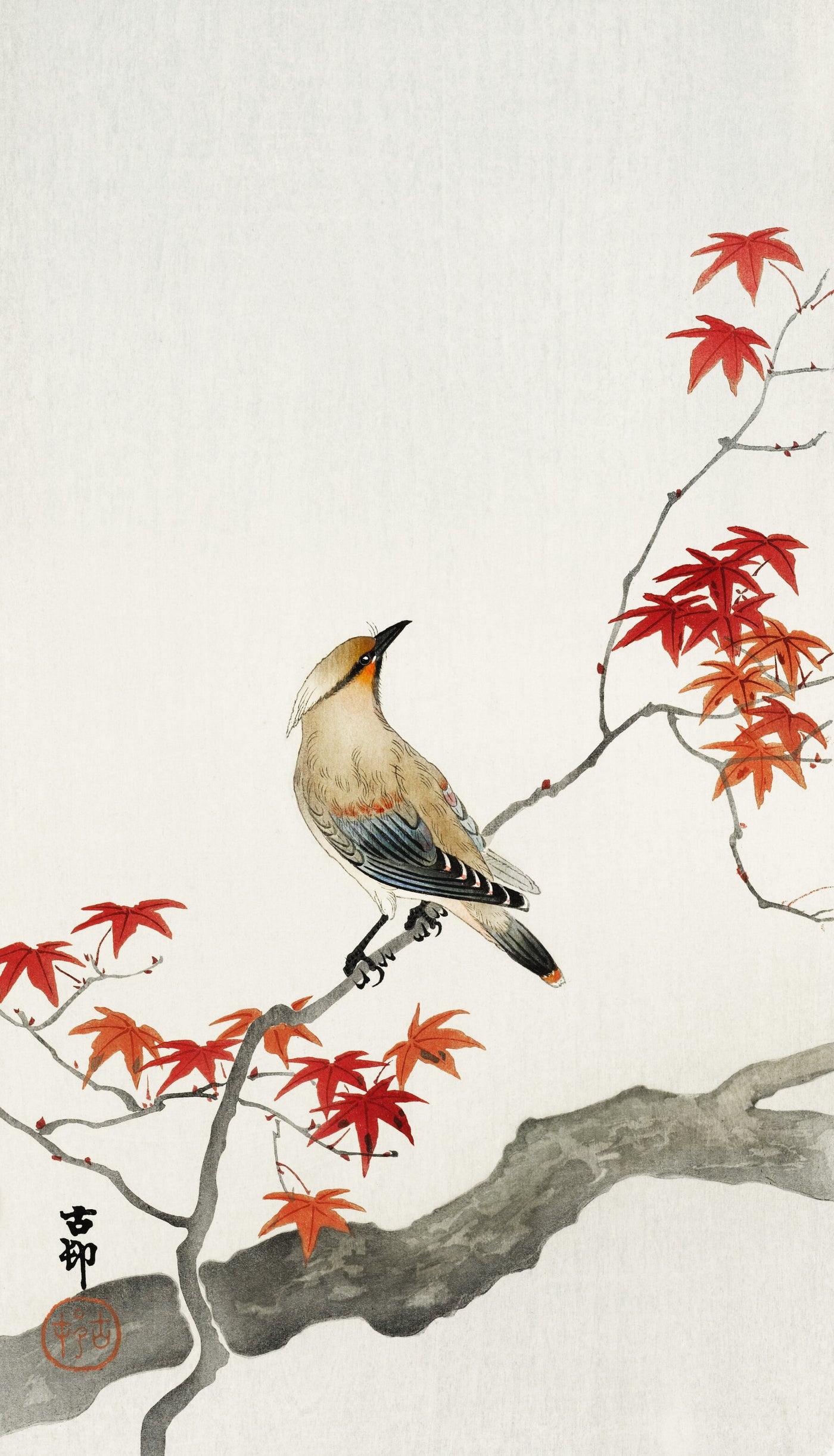 Japanischer Pestvogel auf Ahorn (1900 - 1936) von Ohara Koson