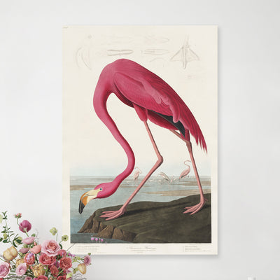 John James Audubon - Rosa Flamingo aus Birds of America