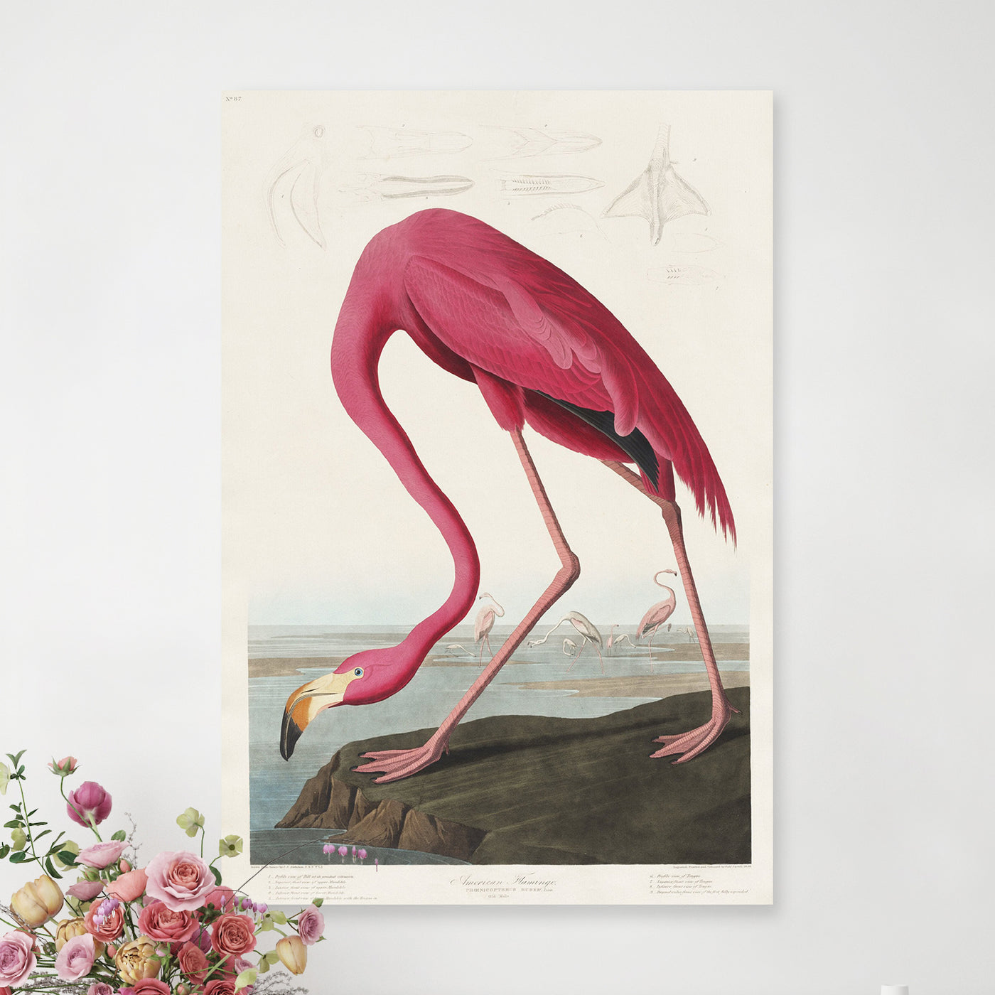 Rosa Flamingo aus Birds of America (1827) von John James Audubon