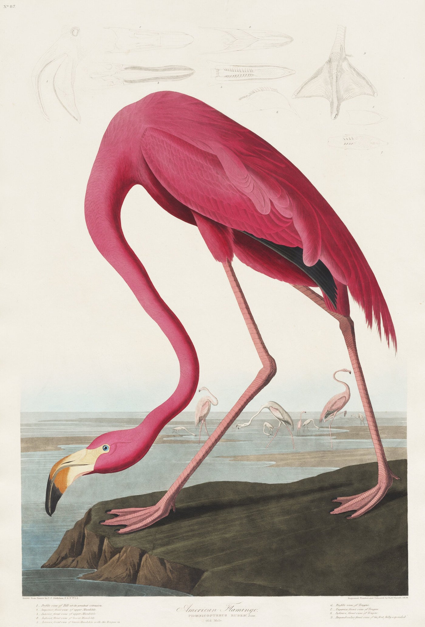 John James Audubon - Rosa Flamingo aus Birds of America