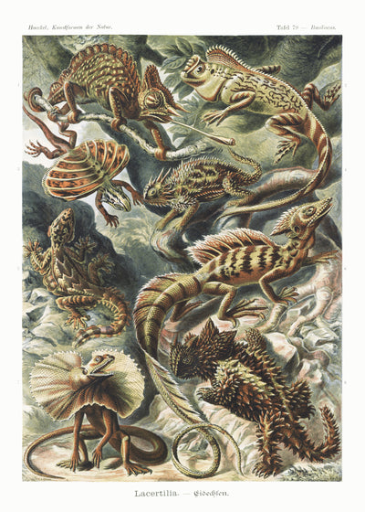 Lacertilia-Eidechlen aus Kunstformen der Natur (1904) von Ernst Haeckel