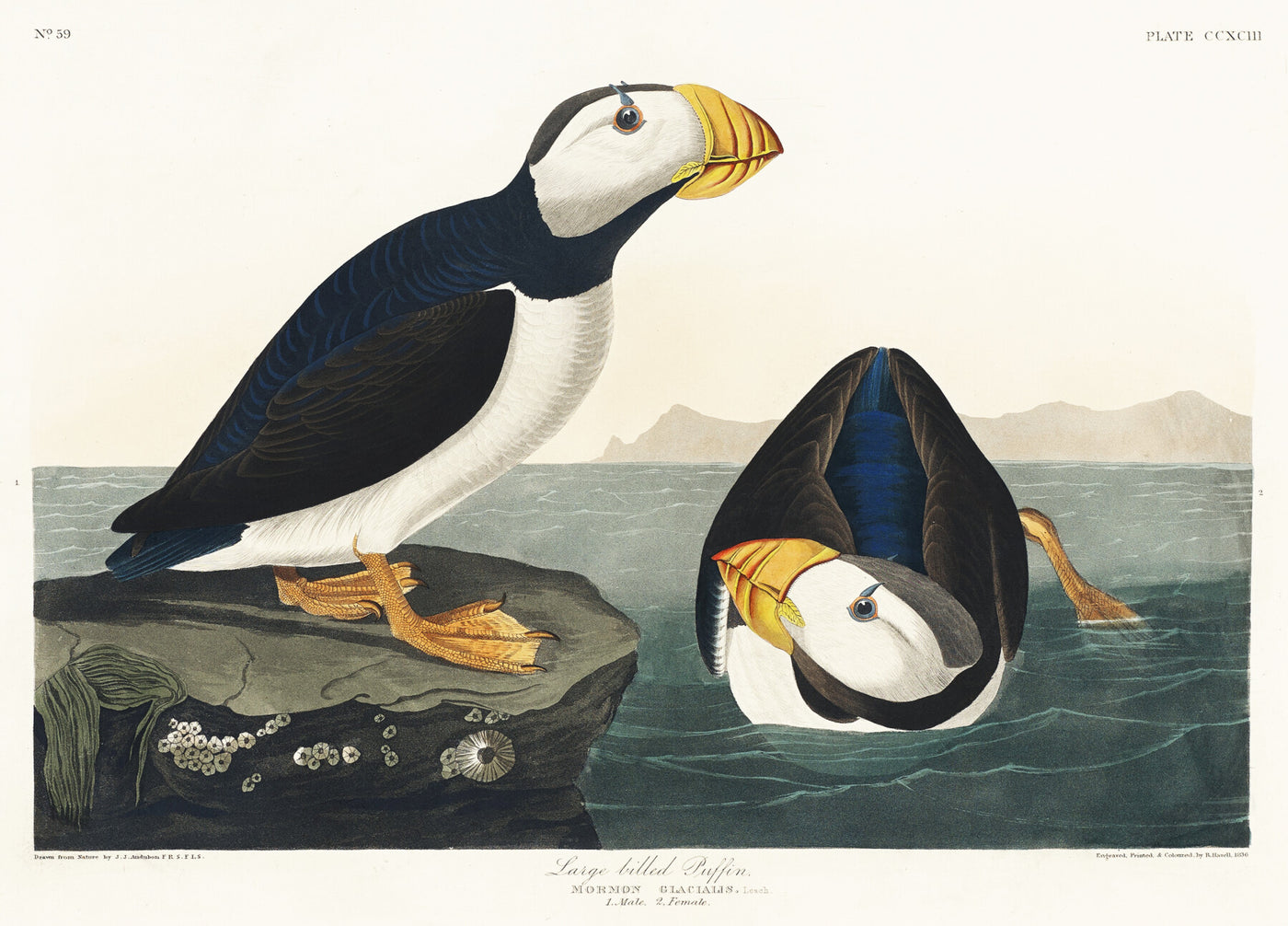 Großschnabeltölpel aus Birds of America (1827) von John James Audubon